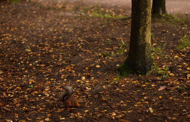 autumn leaves on the ground