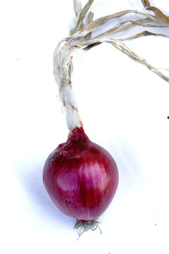 a single isolated red onion of Tropea on the white background. Cipolla di Tropea is the name given to the red onion (Allium cepa) grown along the Tyrrhenian belt 