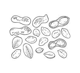 Set of peanut images isolated on white background. Ink sketch of nuts. Hand drawn vector illustration. Peanuts, nuts in shell and  leaves.