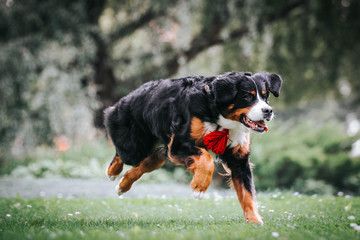 Bernese mountain dog in green park background. Active and funny bernese.