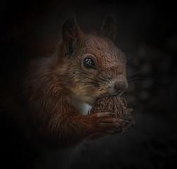 Fressendes Eichhörnchen Porträt