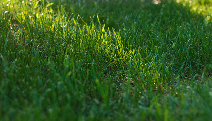 Naklejka premium Green juicy grass grows spring on lawn