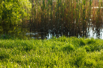 Obraz premium Thick green juicy grass grows in spring next to river and cane