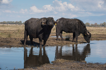 Fototapeta na wymiar wild breeding of buffalo animal cows for the production of meat and milk used to produce the DOP buffalo mozzarella in southern Italy with a large pool where they can swim