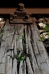 plants on the wooden thresholds of the railroad