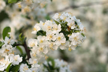 Beautiful spring blooming cherry tree, white flowers