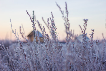 early morning in frozen field