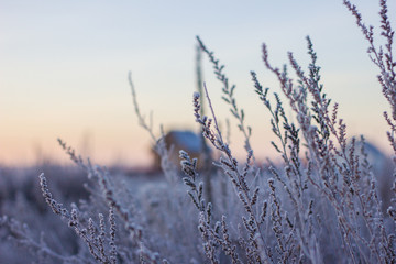 early morning in frozen field