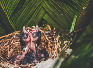 Baby birds in the nest.