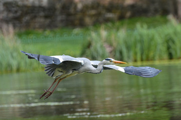 A grey heron flying over water