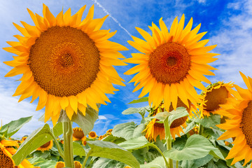 sunflowers in the field