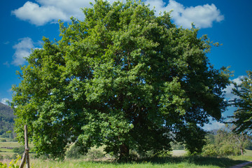 Schöner Baum im Val de Villé im Elsass