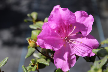 Pink Azalea Flower
