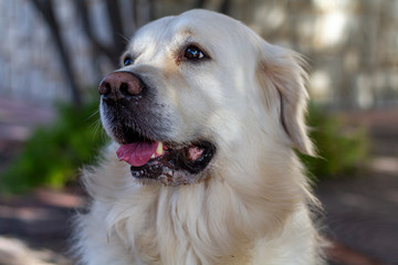 Head of white Golden Retriever looking to the left