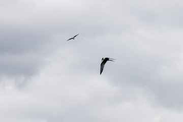 polar tern flying on a background of clouds and looks for prey. Beautiful bird closeup