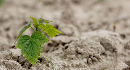 young blackcurrant plant in the spring sun