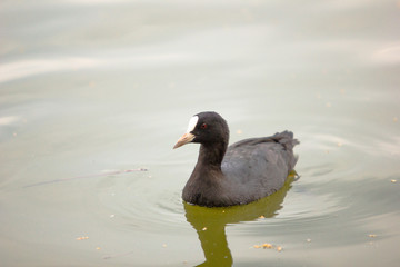 black duck in a lake