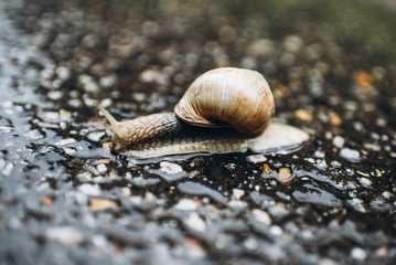 Close-up snail on the pavement after rain.