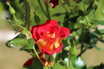 Rose rouge