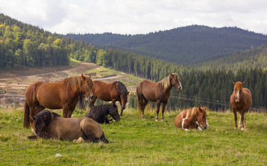 herd of horses in the mountains