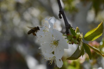 a bee in flight on a cherry blossom