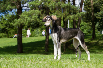 Saluki dog portrait outside. happy dog in nature	