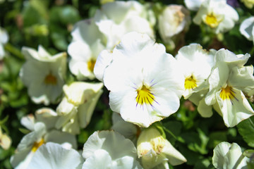 Obraz na płótnie Canvas White Flower Pansies