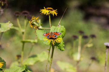 beautiful butterfly on the flower