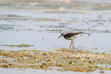 Common Greenshank, Tringa nebularia, in its natural habitat.