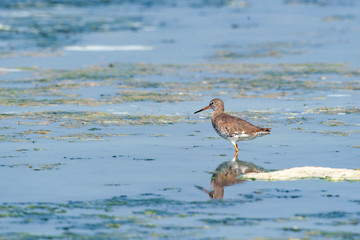 Common Greenshank, Tringa nebularia, in its natural habitat.