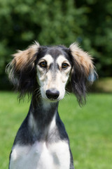 Saluki dog portrait outside. happy dog in nature
