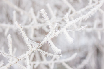 beautiful frost on tree branches