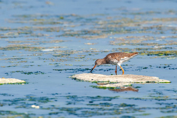 Common Greenshank, Tringa nebularia, in its natural habitat.