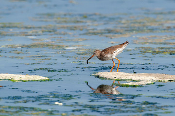 Common Greenshank, Tringa nebularia, in its natural habitat.