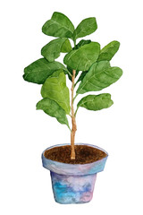 watercolor hand drawn illustration of fiddle leaf tree ficus plant on white isolated background. For interior design nature lovers flower houseplant pastel neutral pot foliage. Urban tropical jungle.