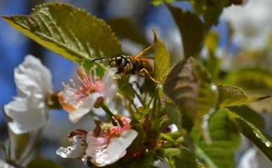 one wasp on a cherry blossom