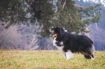 Fototapete bei efototapeten.de bestellen   