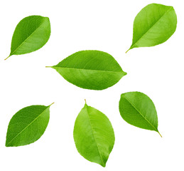 green leaves isolated on white background.