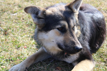 german shepherd dog