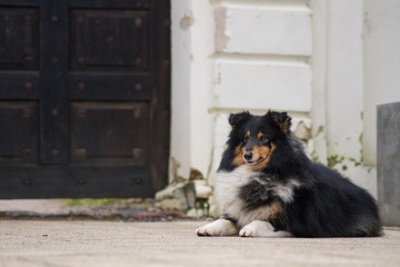 Sheltie portrait in the nature outside.	