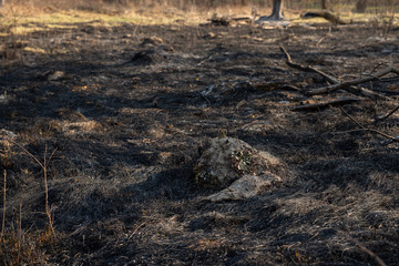 Dry and black grass and branches after fire