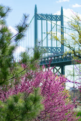 Green Pine Tree and a Pink Flowering Tree in front of the Triborough Bridge at Randalls and Wards Islands in New York City during Spring
