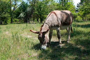 a donkey grazes in nature