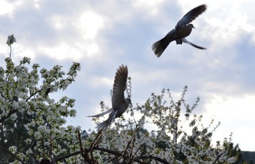 a pigeon in flight next to a blossoming cherry tree