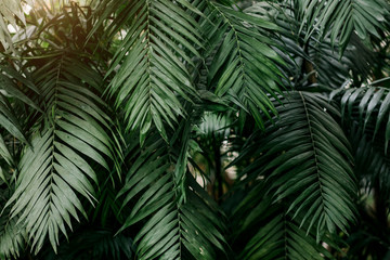 Fototapeta na wymiar Beautiful green tropical exotic forest