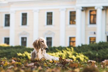 Saluki dog portrait outside. happy dog in nature	
