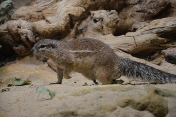 Ground squirrel standing on sand