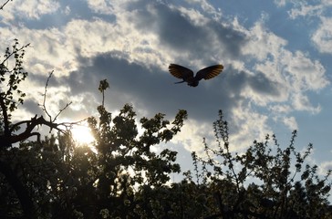 a pigeon in flight next to a blossoming cherry tree