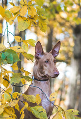 Pharaon dog posing outside in beautiful autumn park.	