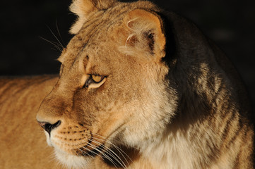 portrait of a lion